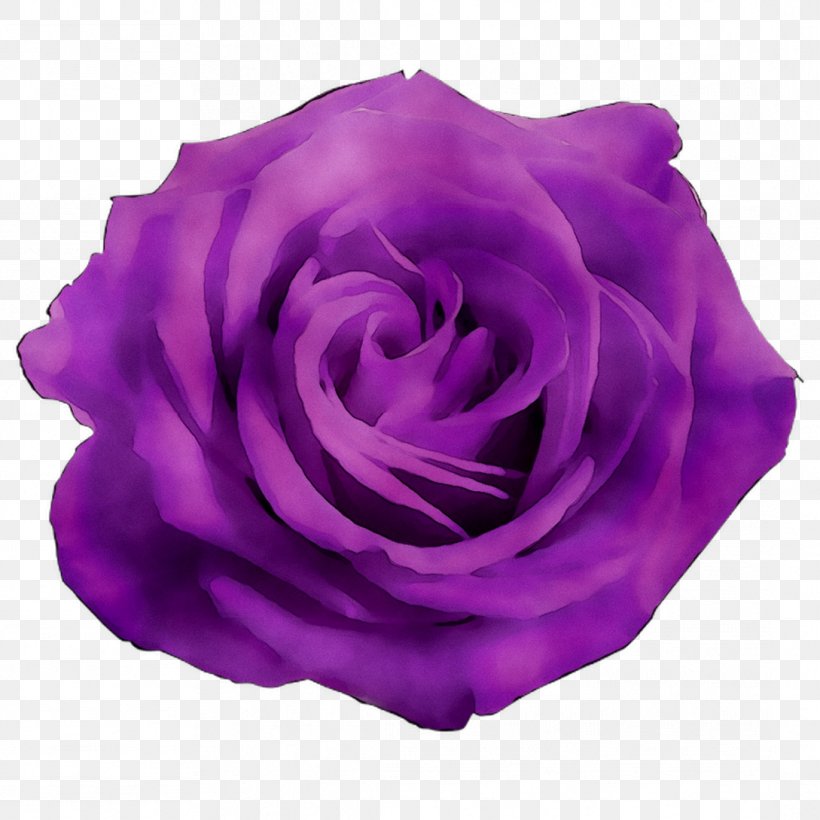 Garden Roses Cabbage Rose Purple Petal, PNG, 1089x1089px, Garden Roses, Annual Plant, Cabbage Rose, Cut Flowers, Floribunda Download Free
