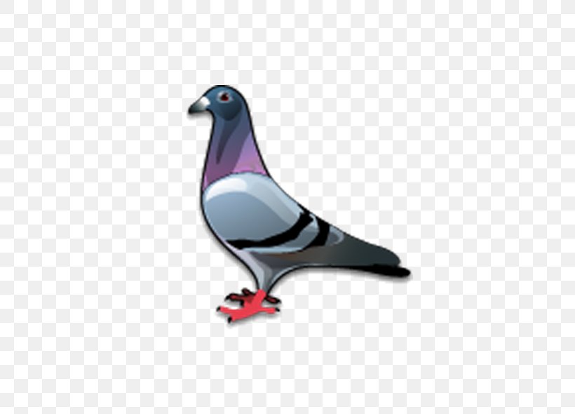 Stock Dove Bird Columbidae Icon, PNG, 600x590px, Stock Dove, Beak, Bird, Columba, Columbidae Download Free