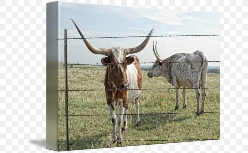 Texas Longhorn English Longhorn Ox Livestock Bull, PNG, 650x506px, Texas Longhorn, Animal, Art, Artist, Bull Download Free