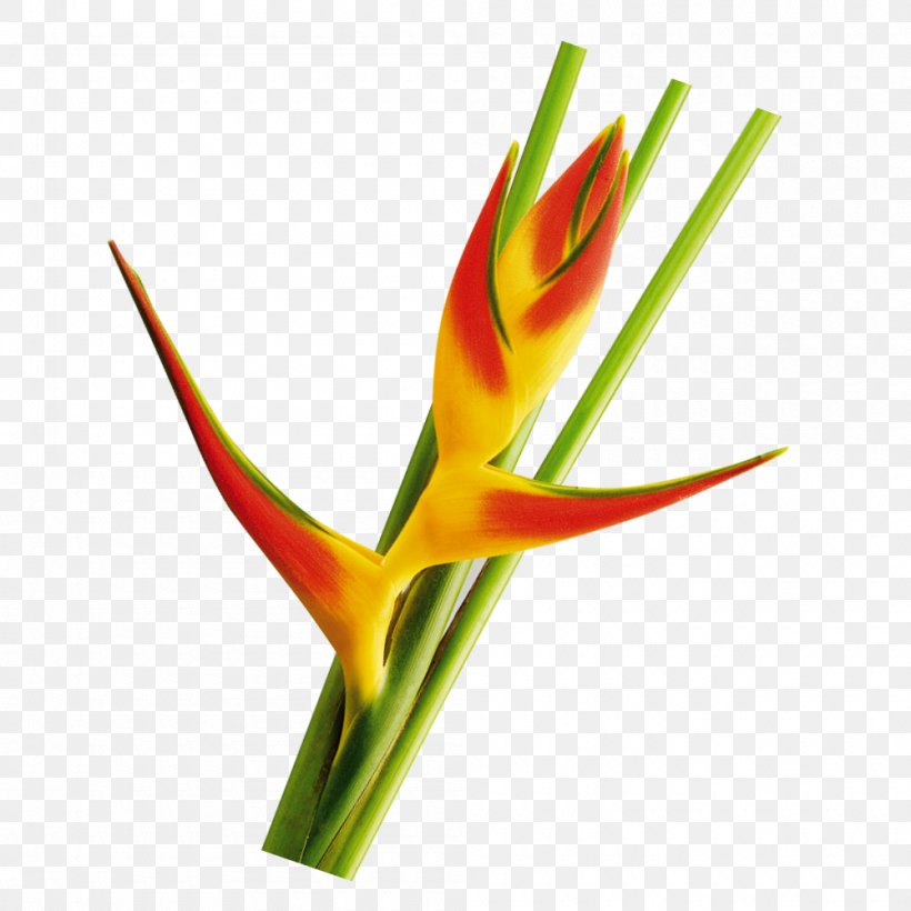 Variegation Leaf Cut Flowers Plant Stem Export, PNG, 1000x1000px, Variegation, Cut Flowers, Export, Farm, Flower Download Free