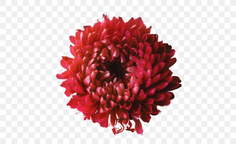 Dahlia Fire Pit Flower Drawing Wicker Patio, PNG, 500x500px, Dahlia, Artificial Flower, Barberton Daisy, Bloomsz, Bloomsz Lilium Magic Star Download Free