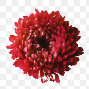 Dahlia Fire Pit Flower Drawing Wicker Patio PNG