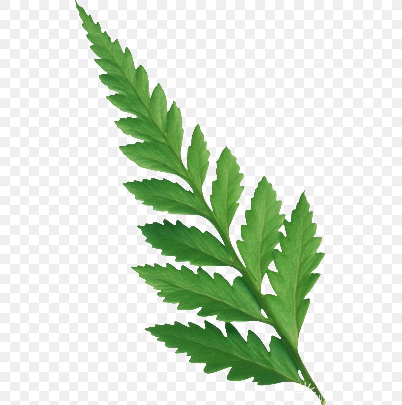 Leaf Raster Graphics Plant Stem Clip Art, PNG, 513x828px, Leaf, Advertising, Cannabis, Flora, Green Download Free