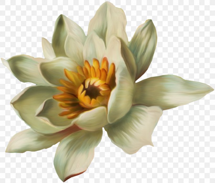 Nelumbo Nucifera Pygmy Water-lily Nymphaea Lotus, PNG, 1055x899px, Nelumbo Nucifera, Flower, Flowering Plant, Gratis, Lotus Download Free