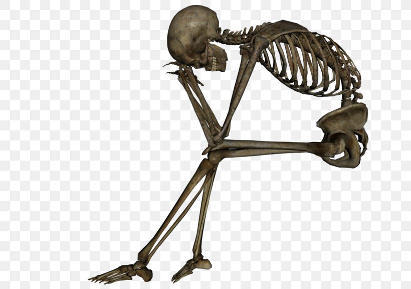 Skull Human Skeleton Death Bone, PNG, 768x576px, Skull, Bone, Calavera, Day Of The Dead, Dead Comet Download Free