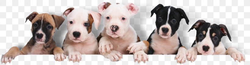 Puppy Dog Grooming Pet Kitten, PNG, 1024x266px, Puppy, Animal Shelter, Canidae, Cuteness, Dog Download Free