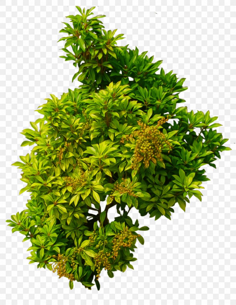 Shrub Clip Art, PNG, 1024x1323px, Shrub, Flowerpot, Houseplant, Image File Formats, Image Resolution Download Free