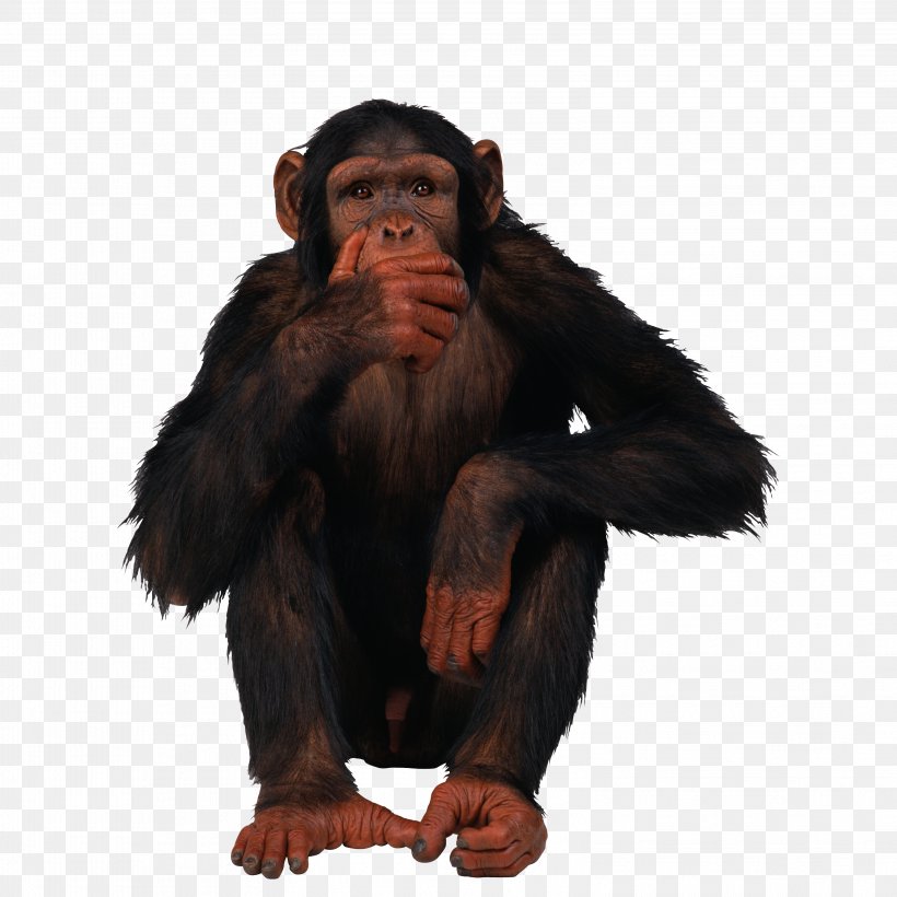 Common Chimpanzee Gorilla Orangutan Primate, PNG, 3156x3156px, Common Chimpanzee, Ape, Chimpanzee, Fur, Gorilla Download Free
