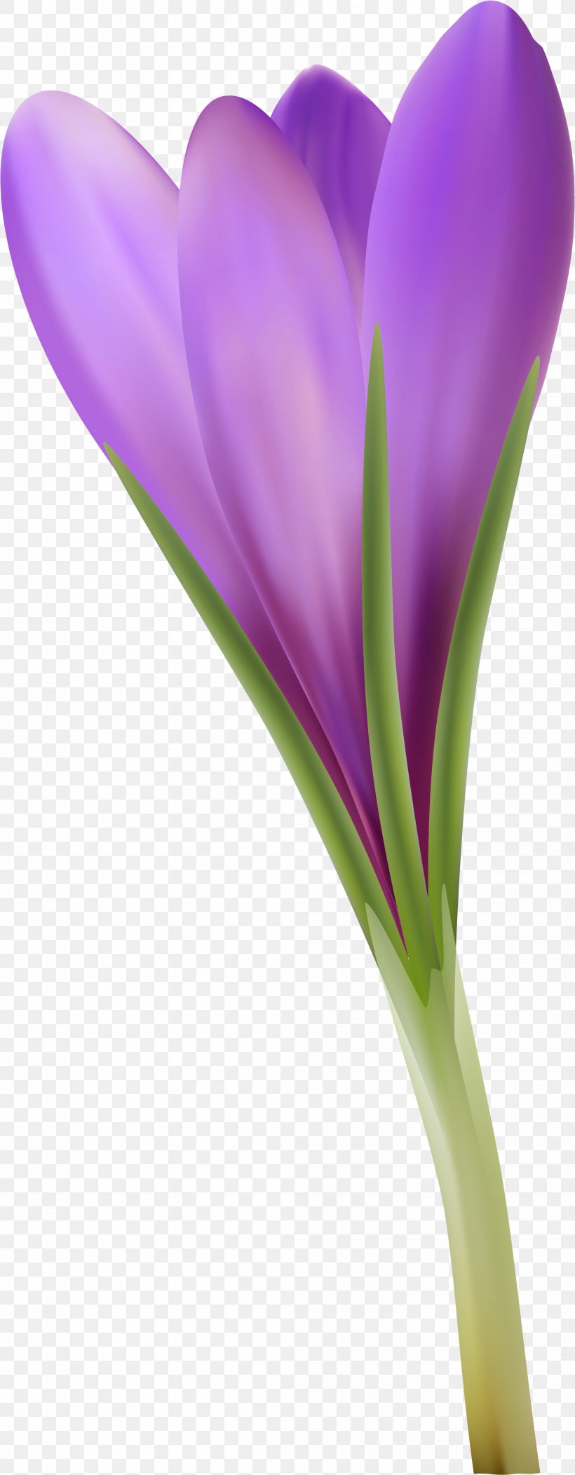 Crocus Close-up Plant Stem, PNG, 2013x5165px, Crocus, Closeup, Flower, Flowering Plant, Iris Family Download Free