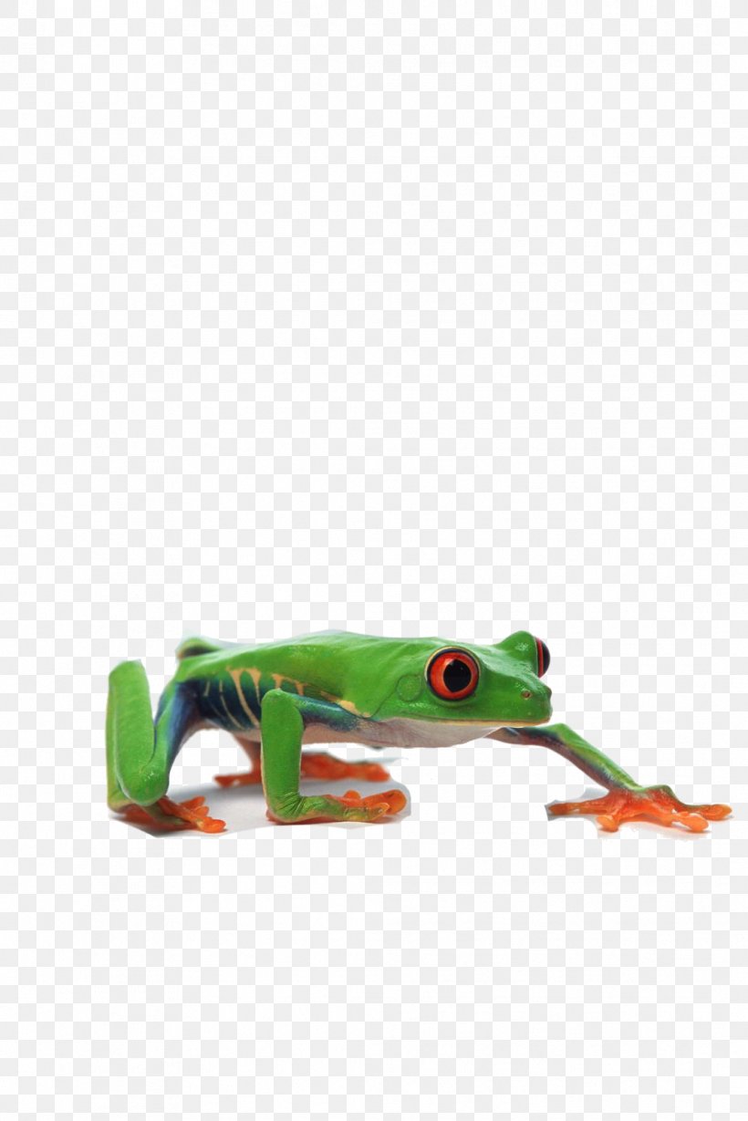 Edible Frog Grenouille Verte, PNG, 1067x1600px, Frog, Amphibian, Animal, Edible Frog, Fauna Download Free