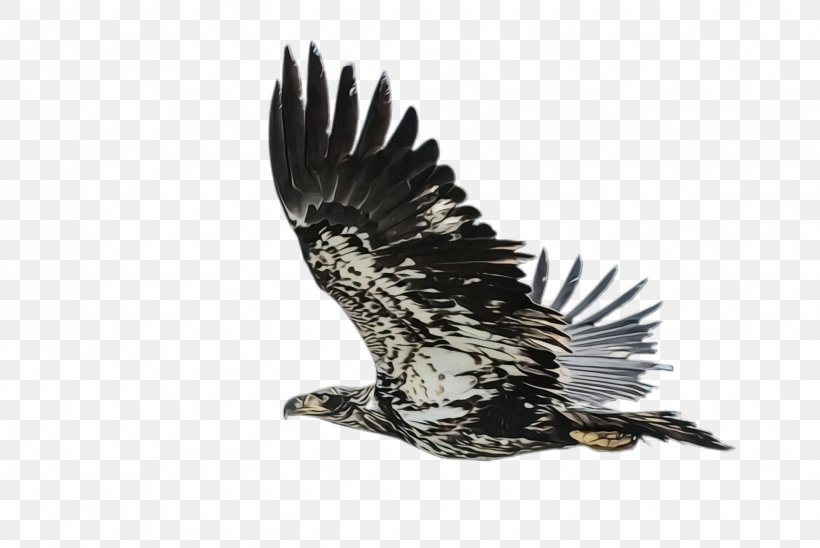 Flying Bird Background, PNG, 2448x1636px, Flying Eagle, Accipitridae, Andean Condor, Animal, Animal Figure Download Free
