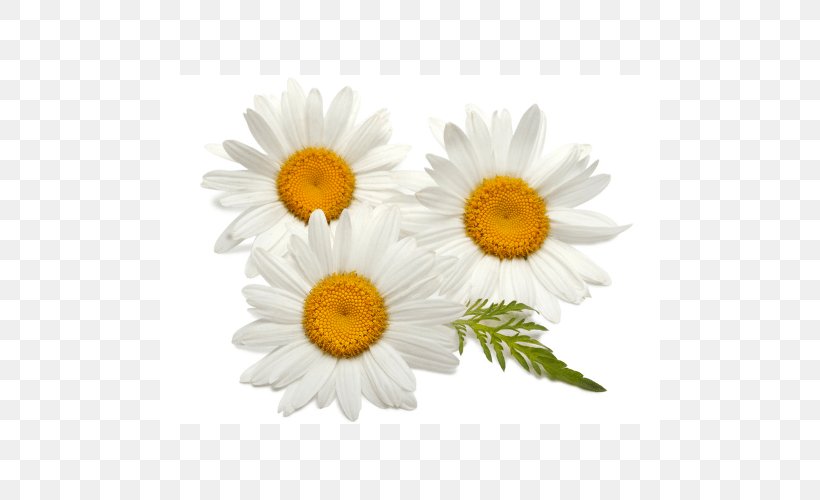 German Chamomile Daisy Family Common Daisy, PNG, 500x500px, German Chamomile, Aster, Chamaemelum Nobile, Chamomile, Chrysanthemum Download Free