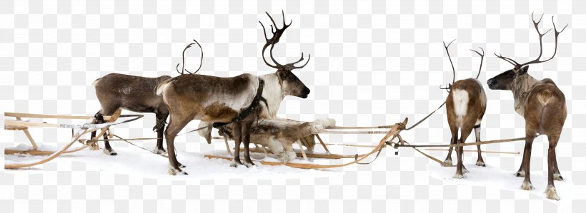 Reindeer Sled Christmas, PNG, 3503x1278px, Reindeer, Antler, Blog, Christmas, Deer Download Free