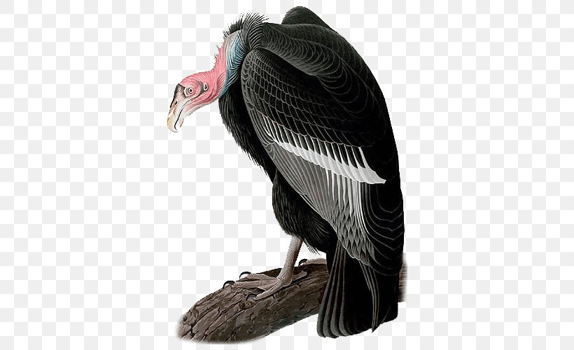 The Birds Of America California Condor National Audubon Society, PNG, 600x500px, Birds Of America, American Flamingo, Beak, Bird, Bird Of Prey Download Free