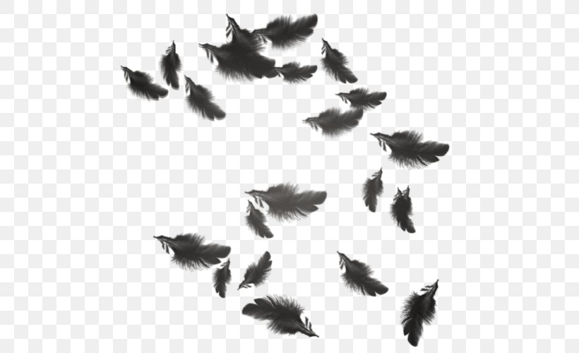 The Floating Feather Wing, PNG, 500x500px, Floating Feather, Bird, Black And White, Data, Data Compression Download Free