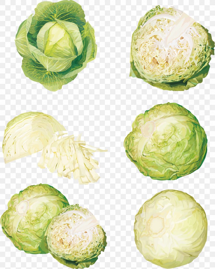 Vegetable Cabbage Food Illustration, PNG, 1916x2398px, Vegetable, Art, Brussels Sprout, Cabbage, Capsicum Annuum Download Free