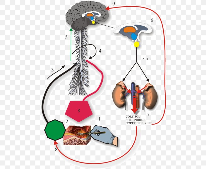 Anesthesia Ache Neuroendocrine Cell Propofol, PNG, 500x674px, Watercolor, Cartoon, Flower, Frame, Heart Download Free