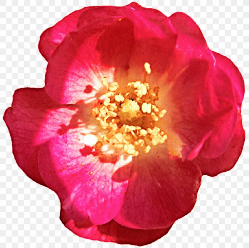 Floribunda Rosa Gallica Centifolia Roses Garden Roses Camellia, PNG, 895x893px, Floribunda, Camellia, Centifolia Roses, China Rose, Flower Download Free