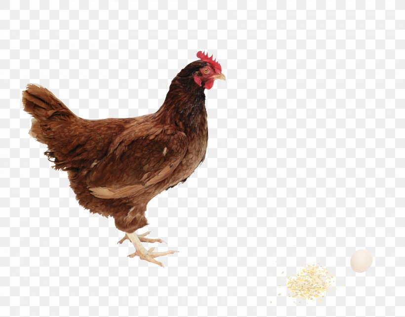 Fried Chicken Chicken Meat Food, PNG, 3567x2796px, Chicken, Beak, Bird, Chicken Meat, Display Resolution Download Free