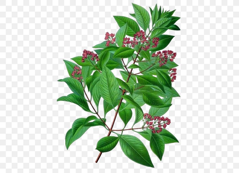 Indian Sandalwood Ayurveda Tree Medicine, PNG, 437x595px, Indian Sandalwood, Ayurveda, Chinese Chastetree, Dosha, Essential Oil Download Free