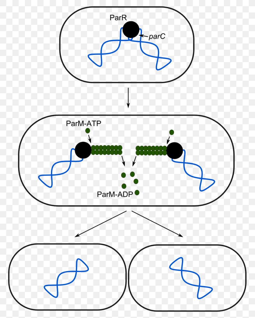 Plasmid Partition System Cloning Vector R1 Plasmid, PNG, 807x1024px, Plasmid, Area, Biology, Cloning, Cloning Vector Download Free