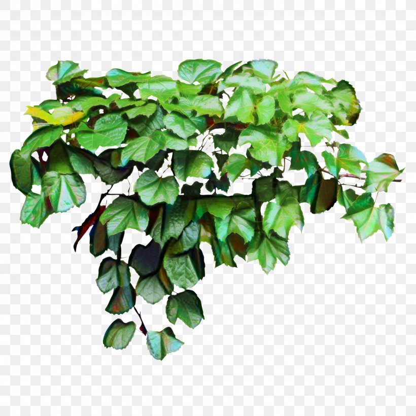 Clip Art Common Ivy Image Vector Graphics, PNG, 2765x2765px, Common Ivy, Branch, Flower, Flowering Plant, Green Download Free