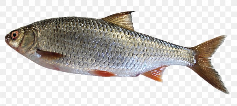 Sardine Common Whitefish Milkfish Carp Oily Fish, PNG, 1000x449px, Sardine, Biology, Bony Fish, Carp, Common Rudd Download Free