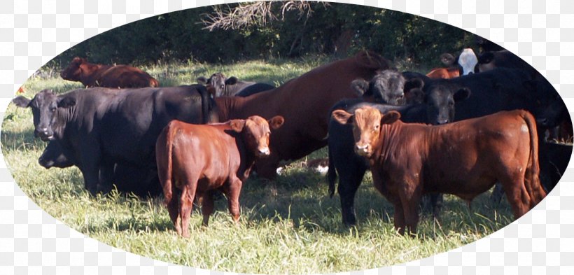 Angus Cattle Jersey Cattle Red Angus Hereford Cattle Aberdeen, PNG, 1379x662px, Angus Cattle, Aberdeen, Beef, Beef Cattle, Brangus Download Free