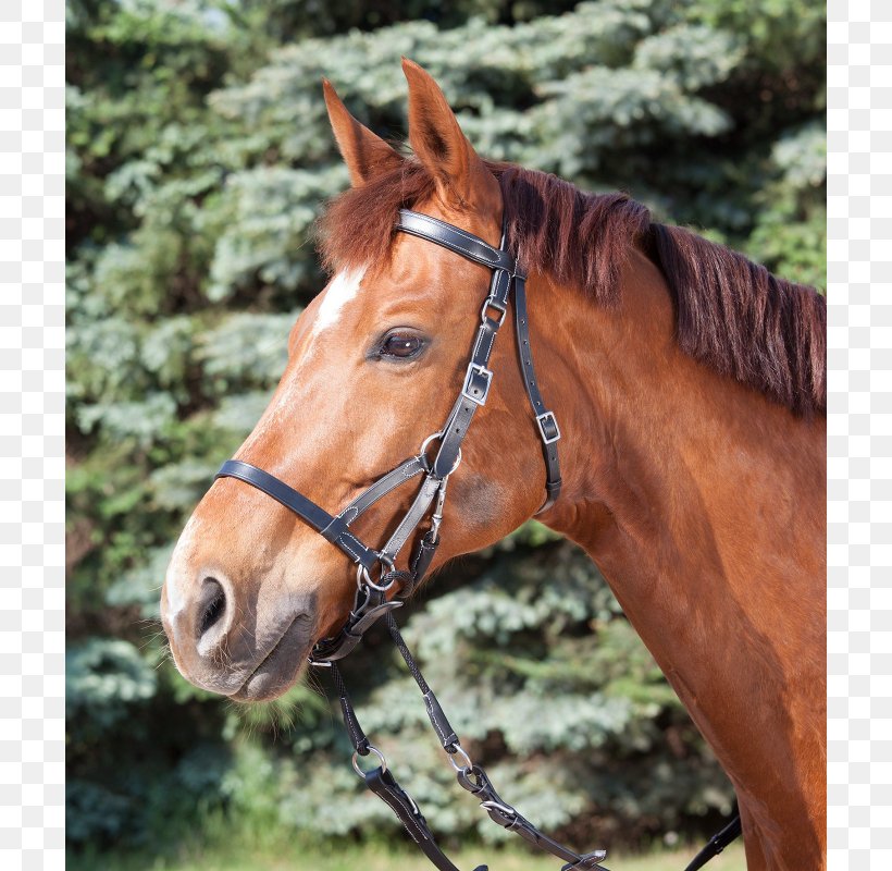 Cob Bitless Bridle Equestrian, PNG, 800x800px, Cob, Bit, Bitless Bridle, Bridle, Combined Driving Download Free