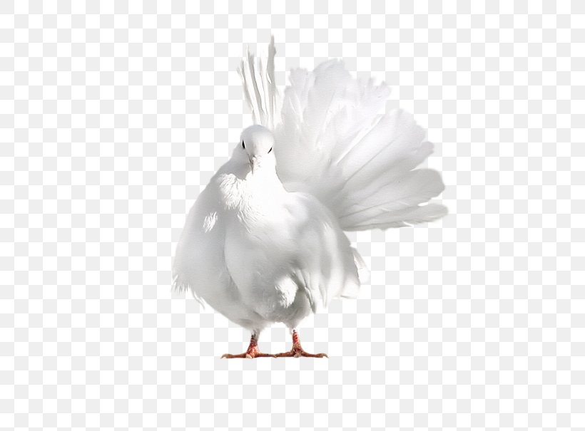 Columbidae Bird Racing Homer Release Dove, PNG, 560x605px, Columbidae, Beak, Bird, Chicken, Columbiformes Download Free