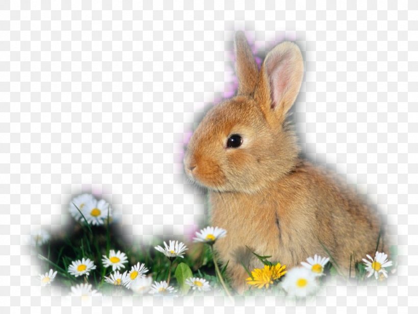 Domestic Rabbit Californian Rabbit Holland Lop Flemish Giant Rabbit Lop Rabbit, PNG, 1024x768px, Domestic Rabbit, Animal Husbandry, Breed, Californian Rabbit, European Rabbit Download Free