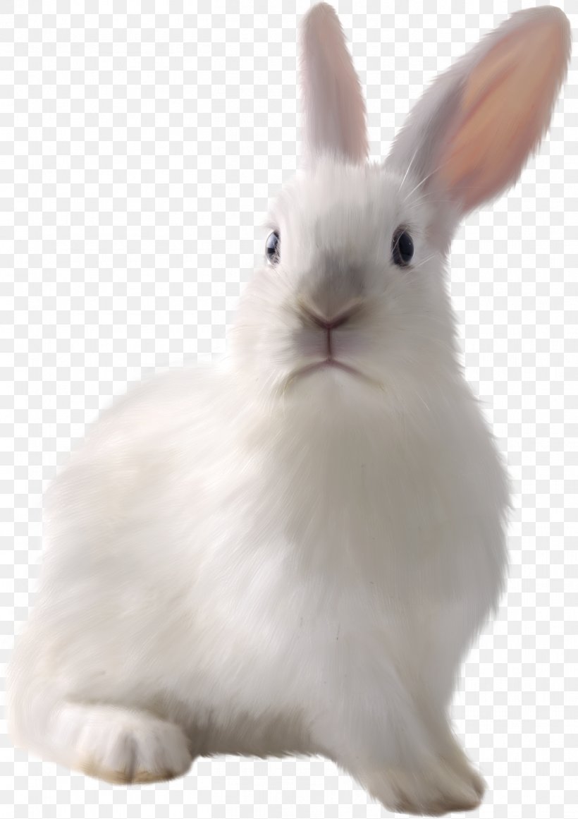 Easter Bunny White Rabbit European Rabbit Domestic Rabbit, PNG, 1412x2000px, Easter Bunny, Animal, Cage, Crueltyfree, Domestic Rabbit Download Free