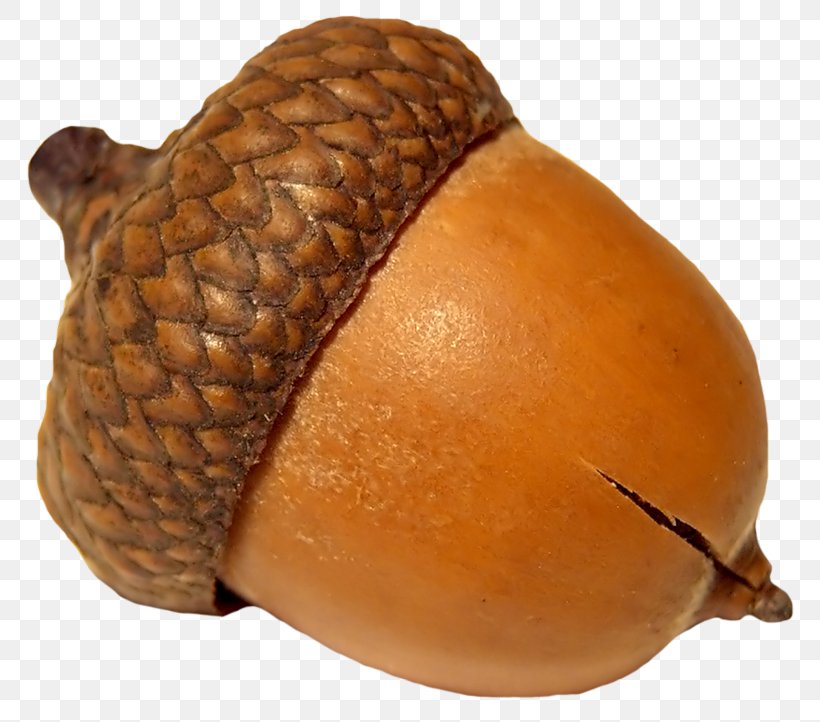 Acorn Oak Clip Art Image, PNG, 800x722px, Acorn, Fruit, Hazelnut, Ingredient, Nut Download Free