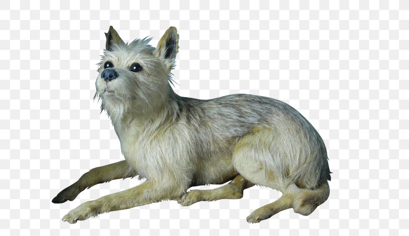 Cairn Terrier Rare Breed (dog) Dog Breed Razas Nativas Vulnerables, PNG, 632x474px, Cairn Terrier, Breed, Cairn, Carnivoran, Crossbreed Download Free