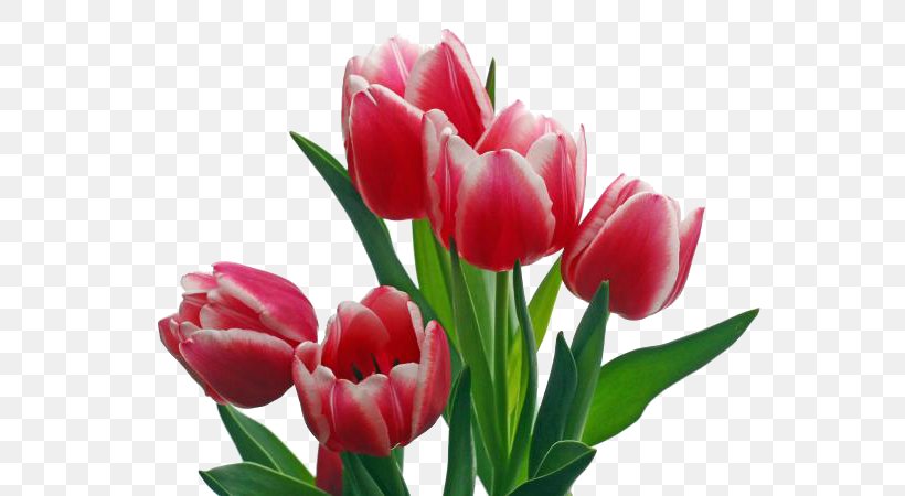 Flower Petal Tulip Plant Tulipa Humilis, PNG, 720x450px, Flower, Cut Flowers, Petal, Pink, Plant Download Free