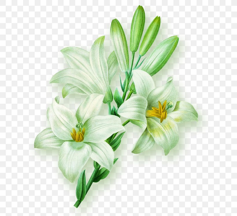 Lilium Flower Illustration, PNG, 644x750px, Lilium, Artificial Flower, Cut Flowers, Cyan, Floral Design Download Free