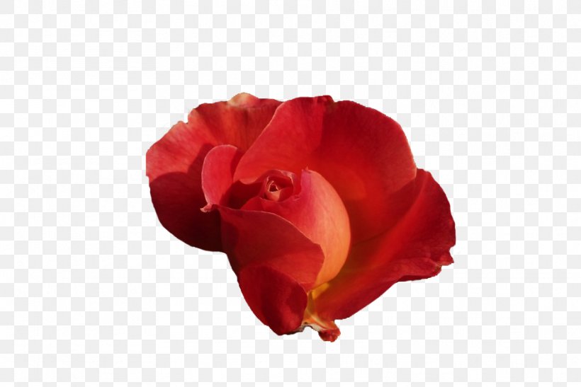 Moth Orchids Cut Flowers RED.M, PNG, 936x625px, Moth Orchids, Close Up, Cut Flowers, Flower, Flowering Plant Download Free