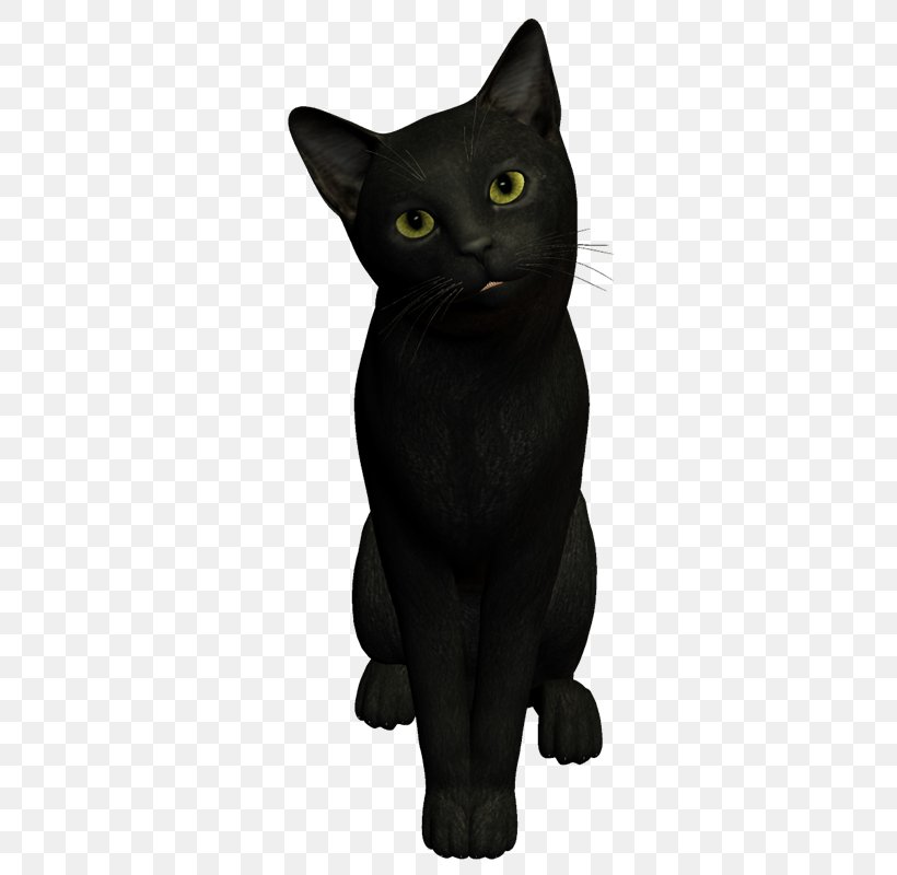 Black Cat Bombay Cat Korat Chartreux Malayan Cat, PNG, 336x800px, Black Cat, Asian, Black, Black Panther, Bombay Download Free