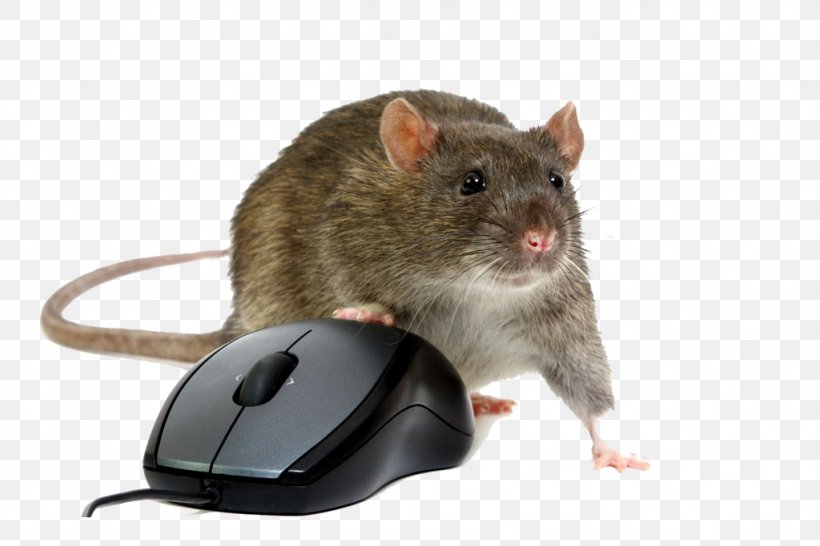 Computer Mouse Rat Remote Access Trojan Stock Photography, PNG, 1024x683px, Computer Mouse, Computer, Computer Virus, Dormouse, Fauna Download Free