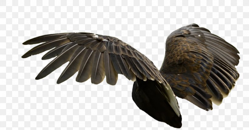 DeviantArt Bird Of Prey, PNG, 1024x536px, Art, Artist, Beak, Bird, Bird Of Prey Download Free