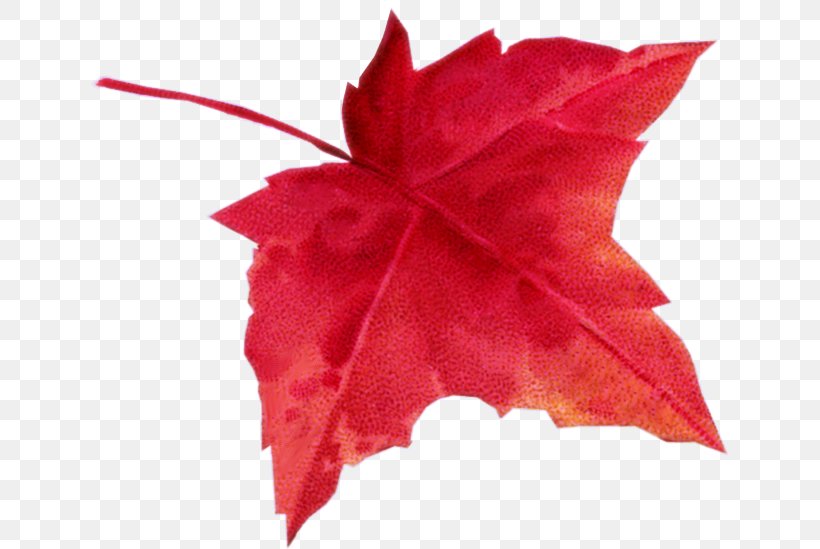 Maple Leaf Autumn Leaf Color, PNG, 637x549px, Leaf, Autumn, Autumn Leaf Color, Deciduous, Flower Download Free