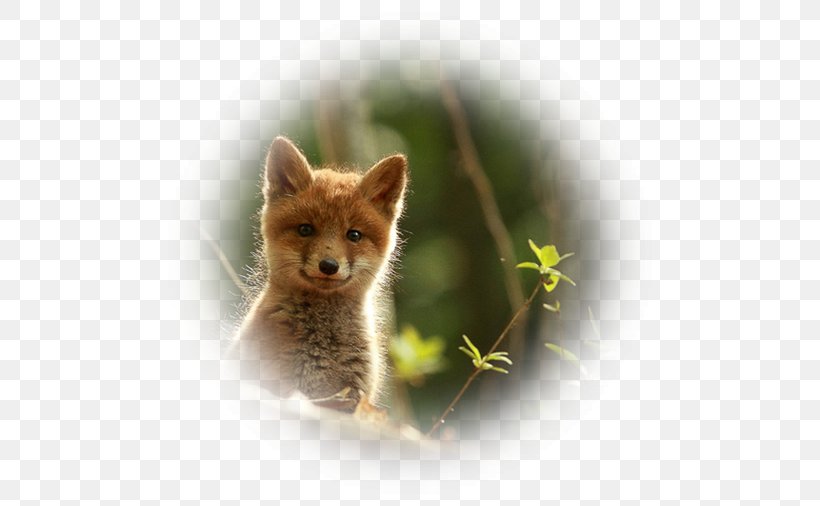 Red Fox Kit Fox Wildlife Animal, PNG, 500x506px, Red Fox, Animal, Carnivoran, Cuteness, Dog Like Mammal Download Free
