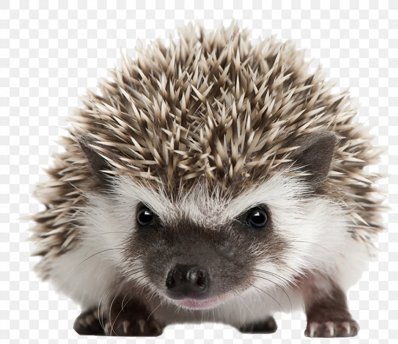 Four-toed Hedgehog Domesticated Hedgehog Pet North African Hedgehog Pygmy Peoples, PNG, 880x762px, Fourtoed Hedgehog, Animal, Atelerix, Cage, Domesticated Hedgehog Download Free