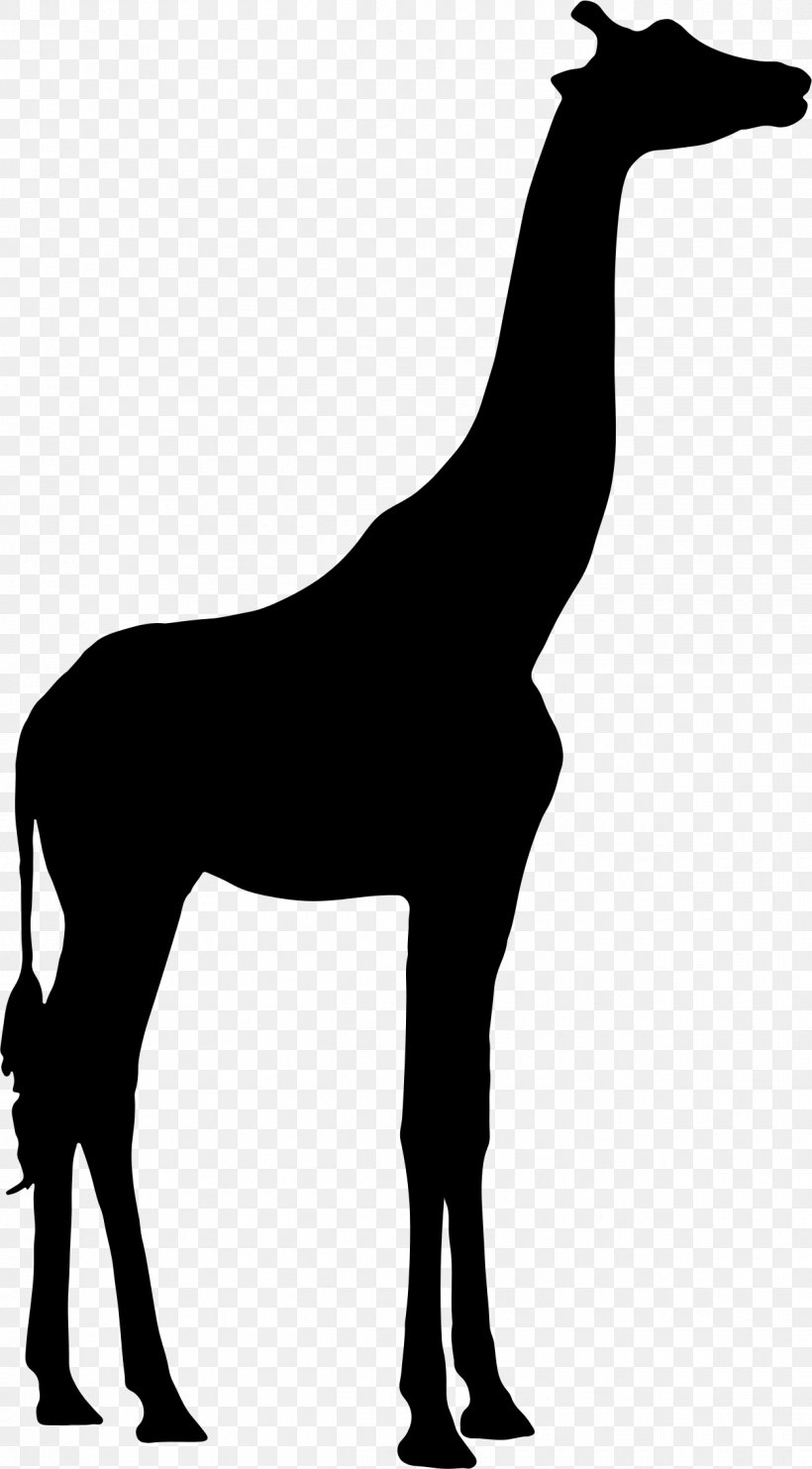 Lion Northern Giraffe Image Photograph Vector Graphics, PNG, 1250x2261px, Lion, Animal, Animal Figure, Blackandwhite, Giraffe Download Free