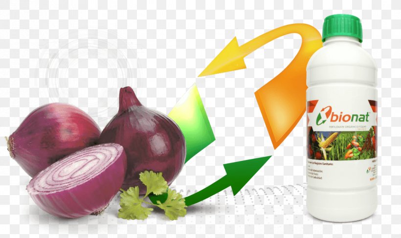 Red Onion Food Flavor Qualita Srls, PNG, 1172x698px, Onion, Blockquote Element, Bulb, Diet Food, Dieting Download Free