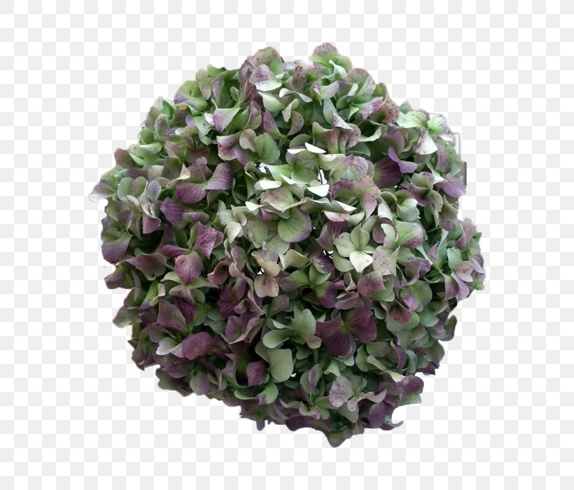 Hydrangea Cut Flowers Lilac Blue, PNG, 700x700px, Hydrangea, Antique, Blue, Bruce Banner, Cornales Download Free