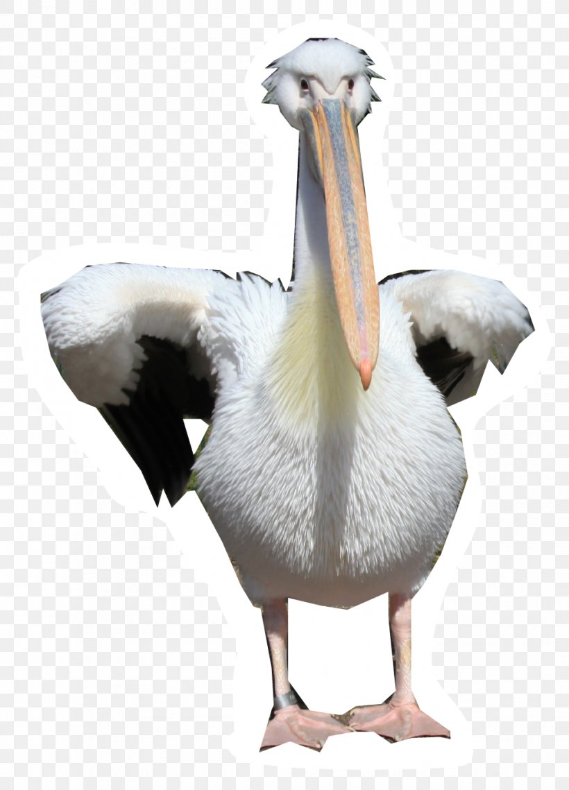 Pelican, PNG, 992x1379px, Pelican, Animal, Beak, Bear, Bird Download Free