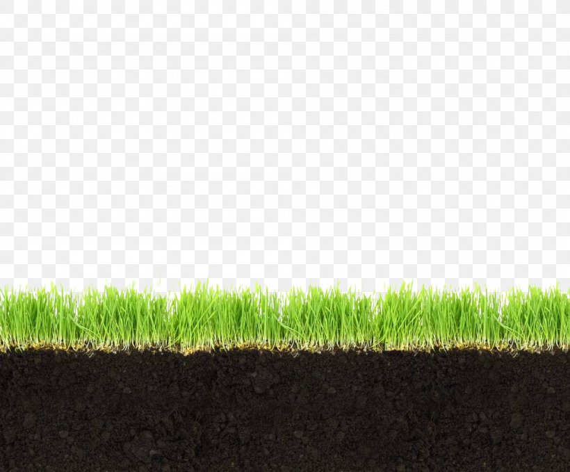 Soil Horizon Meadow Grass, PNG, 1000x829px, Soil, Flooring, Grass, Grass Family, Grassland Download Free