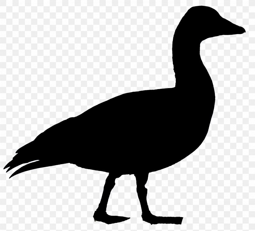 Goose Duck Bird Waterfowl Anatidae, PNG, 2796x2538px, Goose, Anatidae, Animal, Anseriformes, Beak Download Free