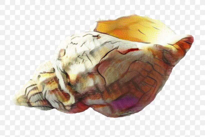 Snail Cartoon, PNG, 958x640px, Seashell, Beach, Conch, Food, Hermit Crab Download Free